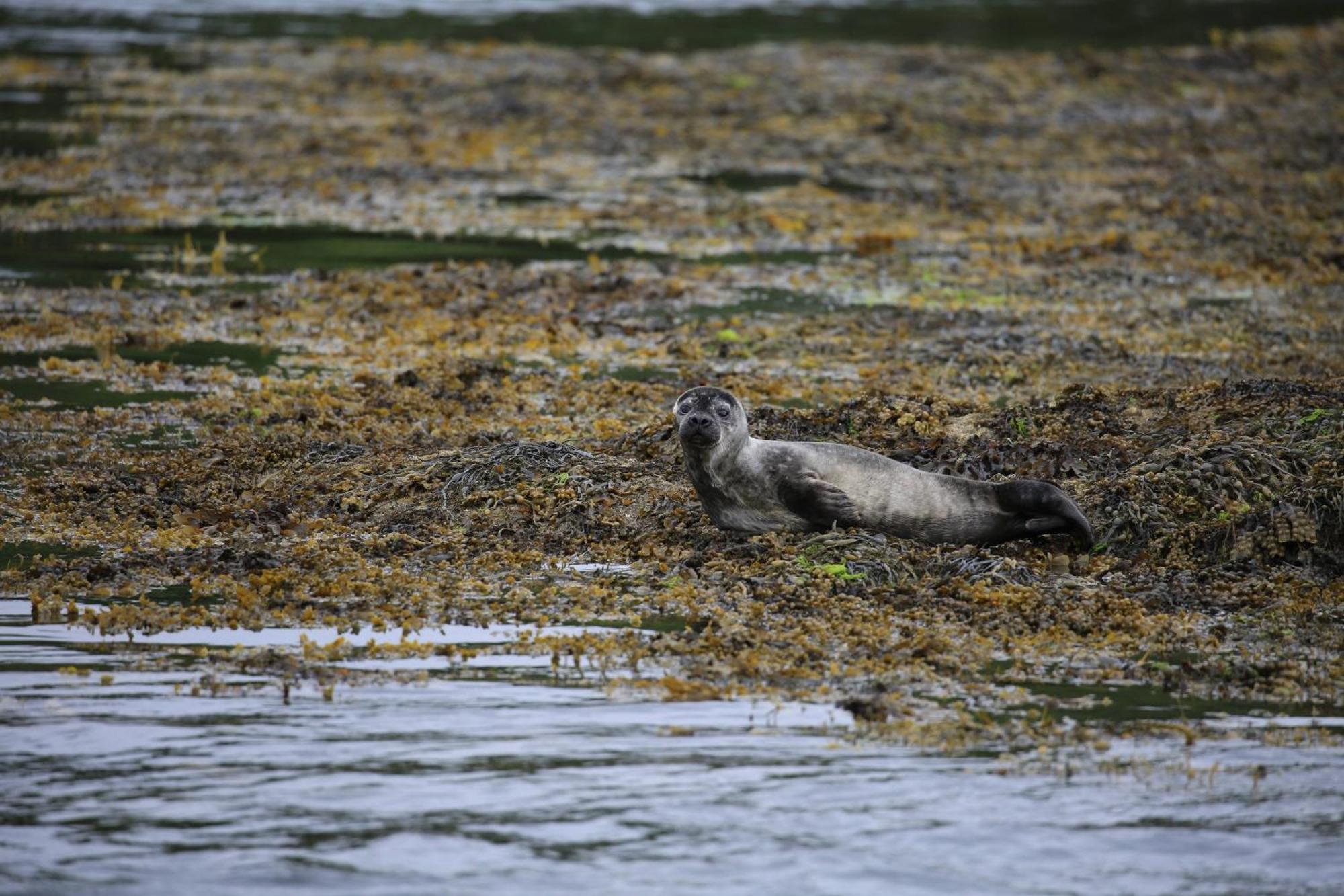 Вілла Isle Of Carna, Secluded Scottish Island, Loch Sunart Acharacle Екстер'єр фото