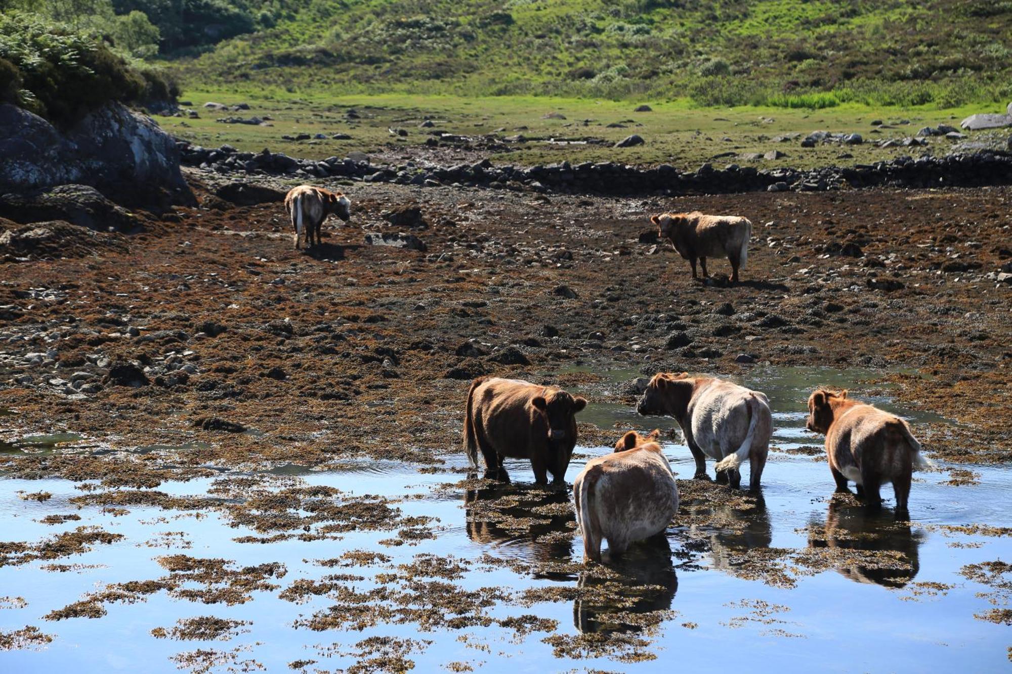 Вілла Isle Of Carna, Secluded Scottish Island, Loch Sunart Acharacle Екстер'єр фото